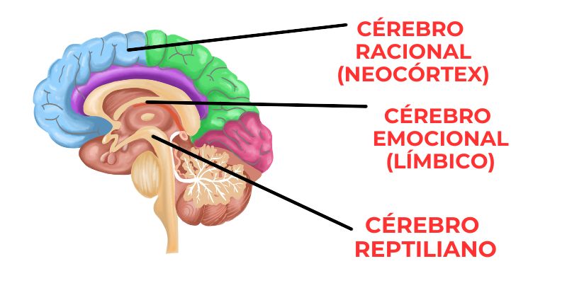 cérebro trino